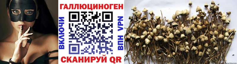 мега tor  Избербаш  Псилоцибиновые грибы Psilocybine cubensis 